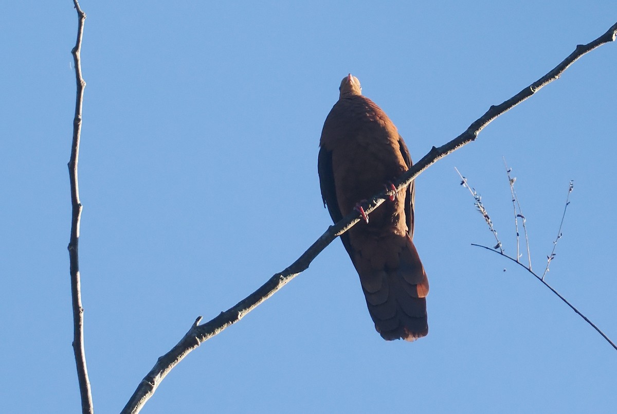 Little Cuckoo-Dove (Eucalypt) - ML646721742