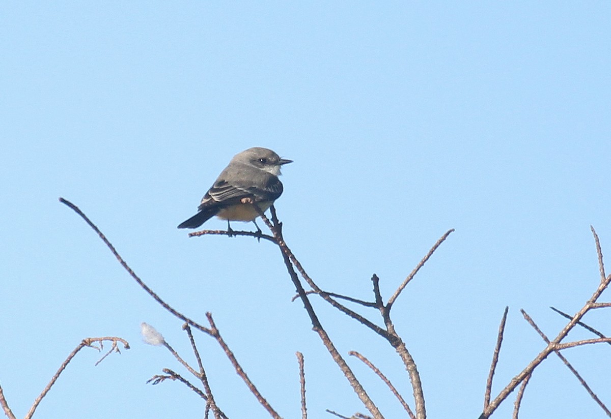 Vermilion Flycatcher - ML646721743