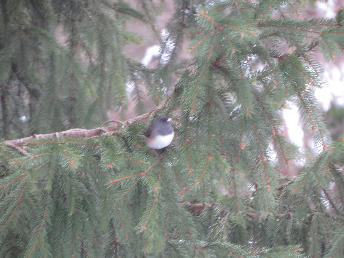 Dark-eyed Junco (Oregon) - ML646721745