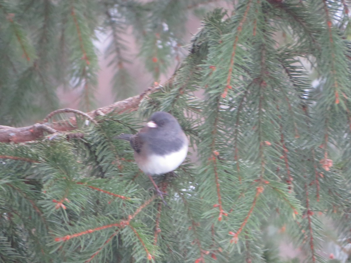 Dark-eyed Junco (Oregon) - ML646721746
