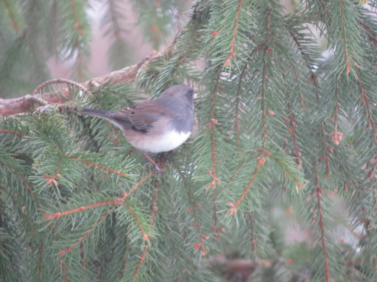 Dark-eyed Junco (Oregon) - ML646721747