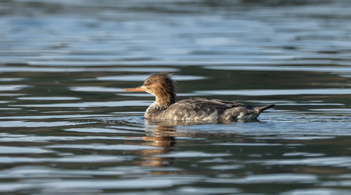 Red-breasted Merganser - ML646721748