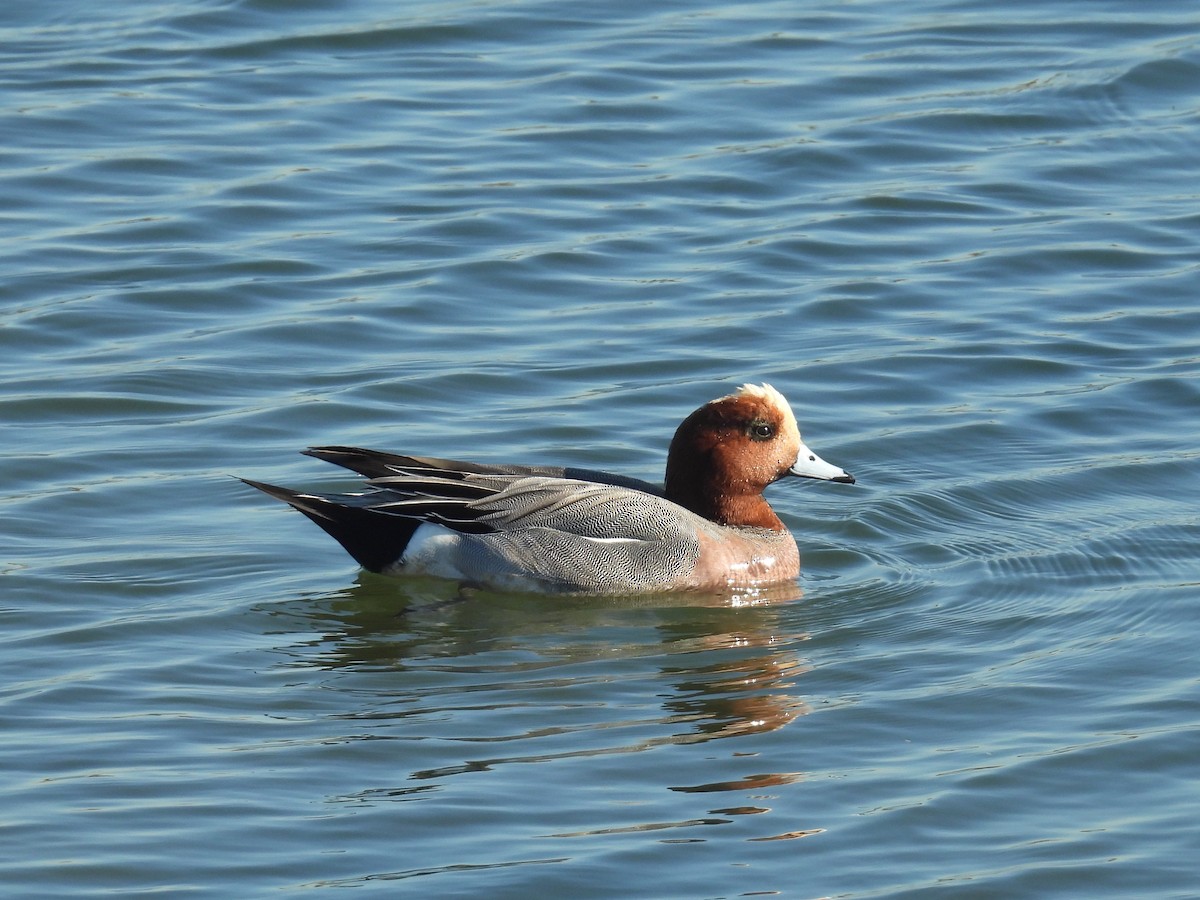 Eurasian Wigeon - ML646721749
