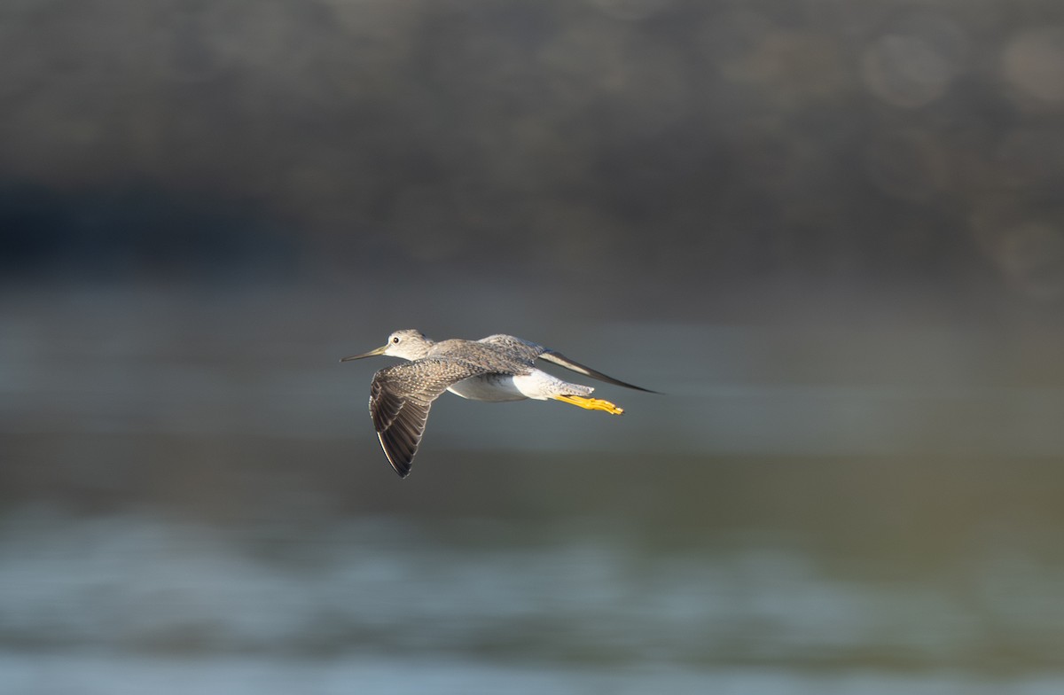 Greater Yellowlegs - ML646721750