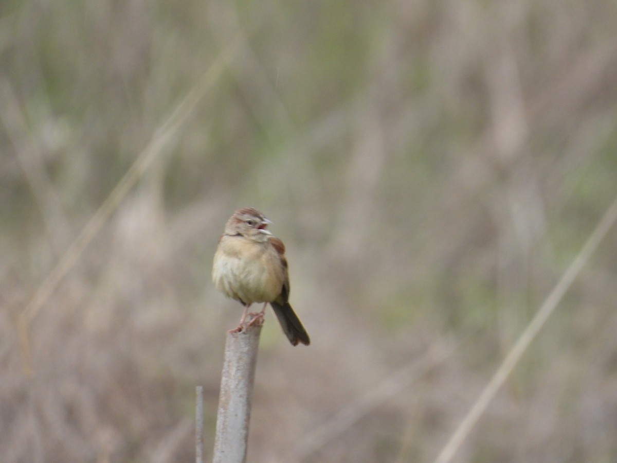 Пустынная овсянка - ML646721752