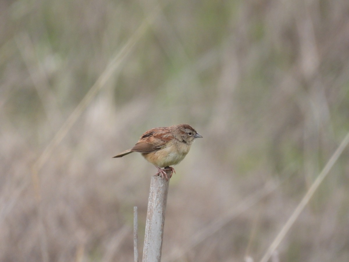 Пустынная овсянка - ML646721753