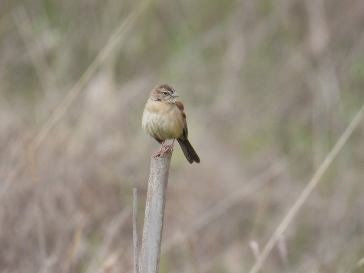 Пустынная овсянка - ML646721754
