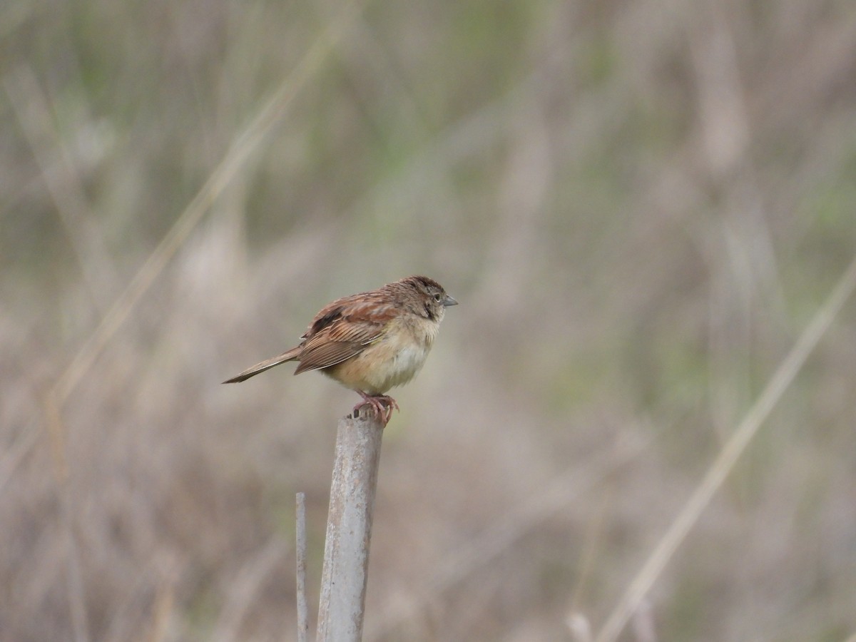 Пустынная овсянка - ML646721755