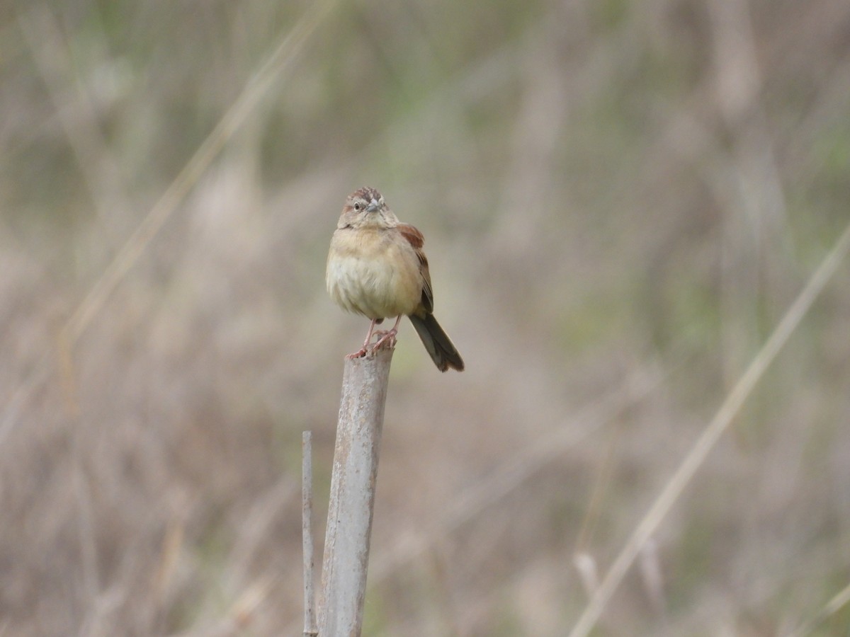 Пустынная овсянка - ML646721756