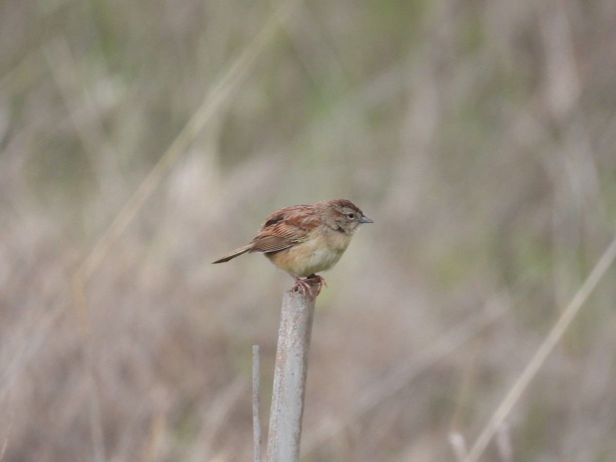 Пустынная овсянка - ML646721757