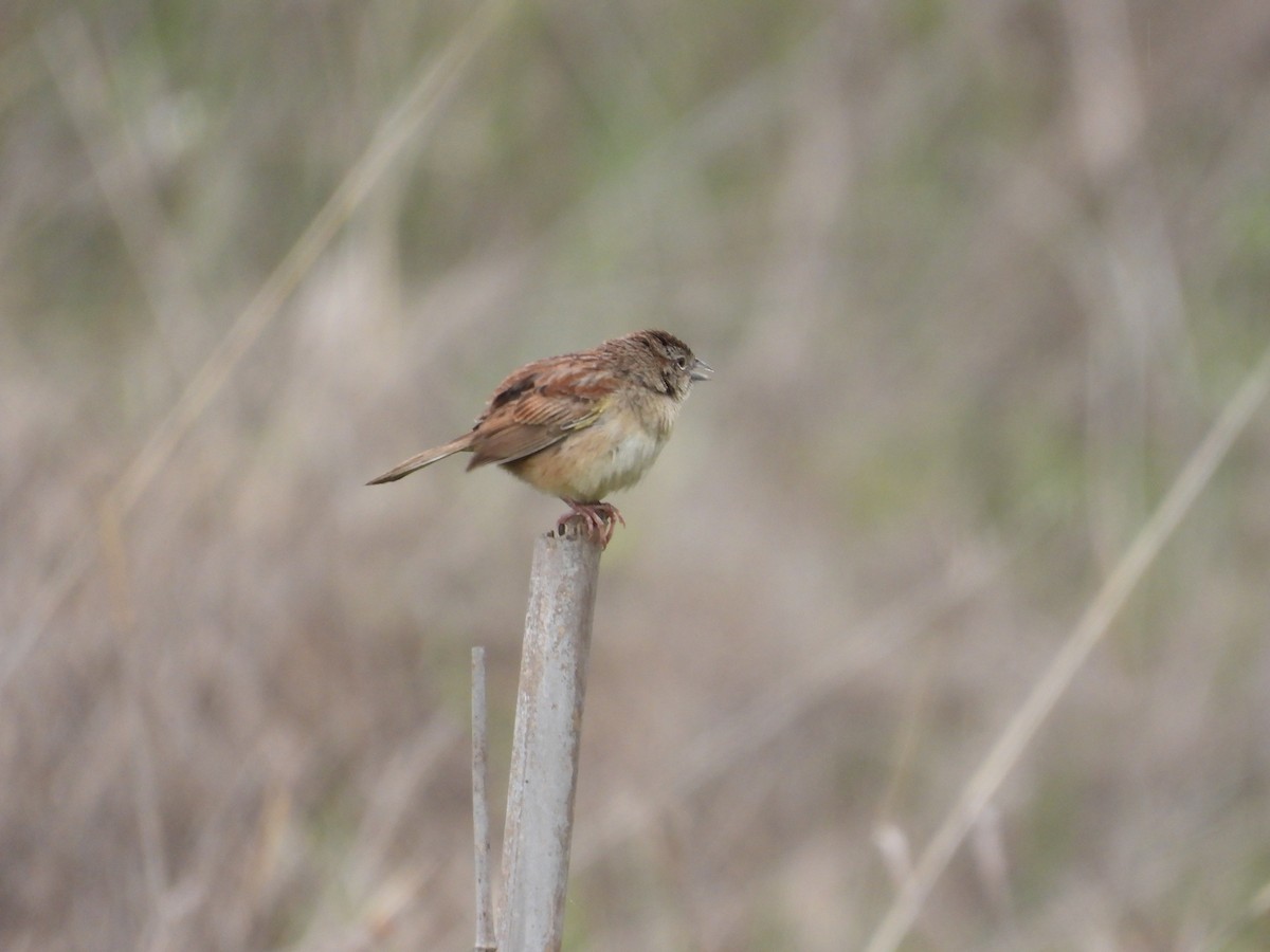 Пустынная овсянка - ML646721758