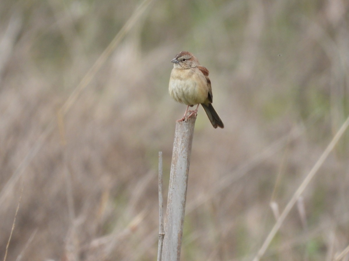 Пустынная овсянка - ML646721759