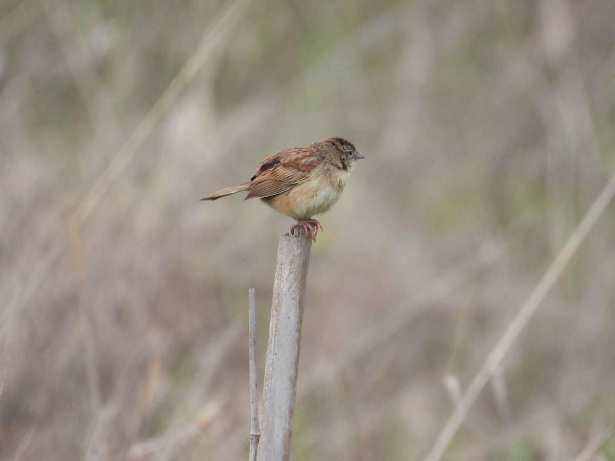 Пустынная овсянка - ML646721760