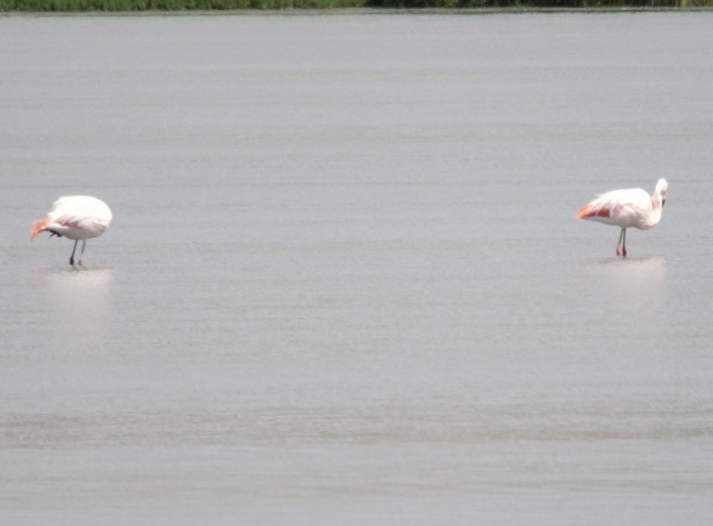 chileflamingo - ML646721761