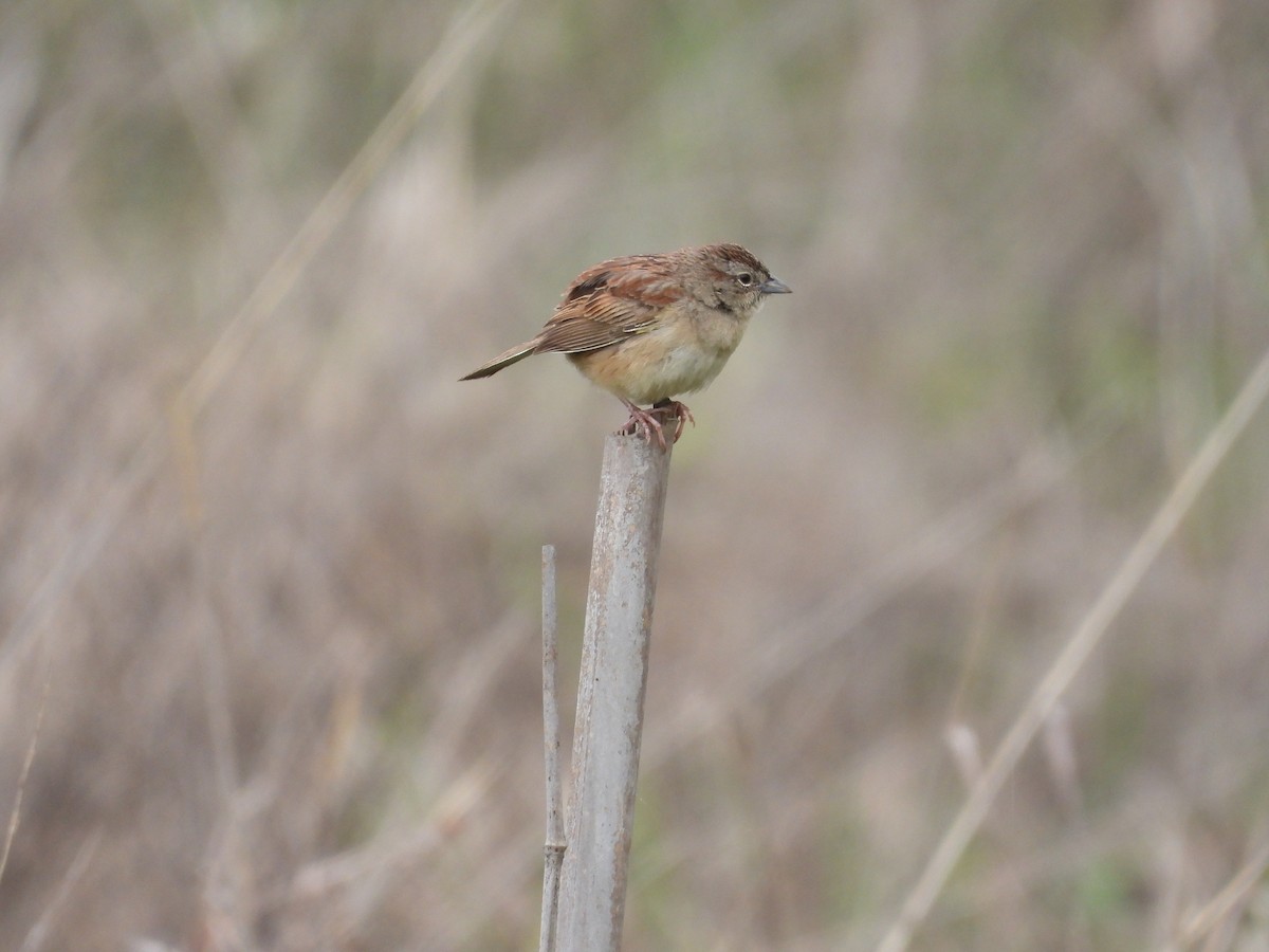 Пустынная овсянка - ML646721762