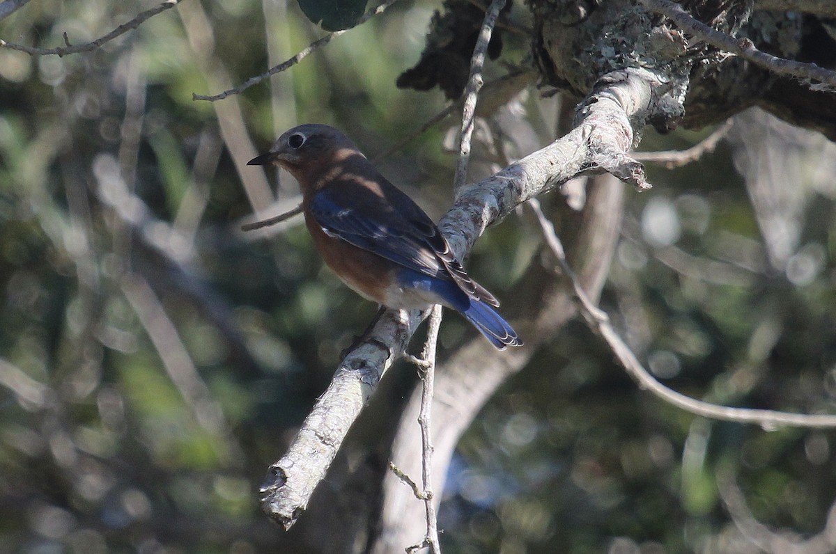 Eastern Bluebird - ML646721763
