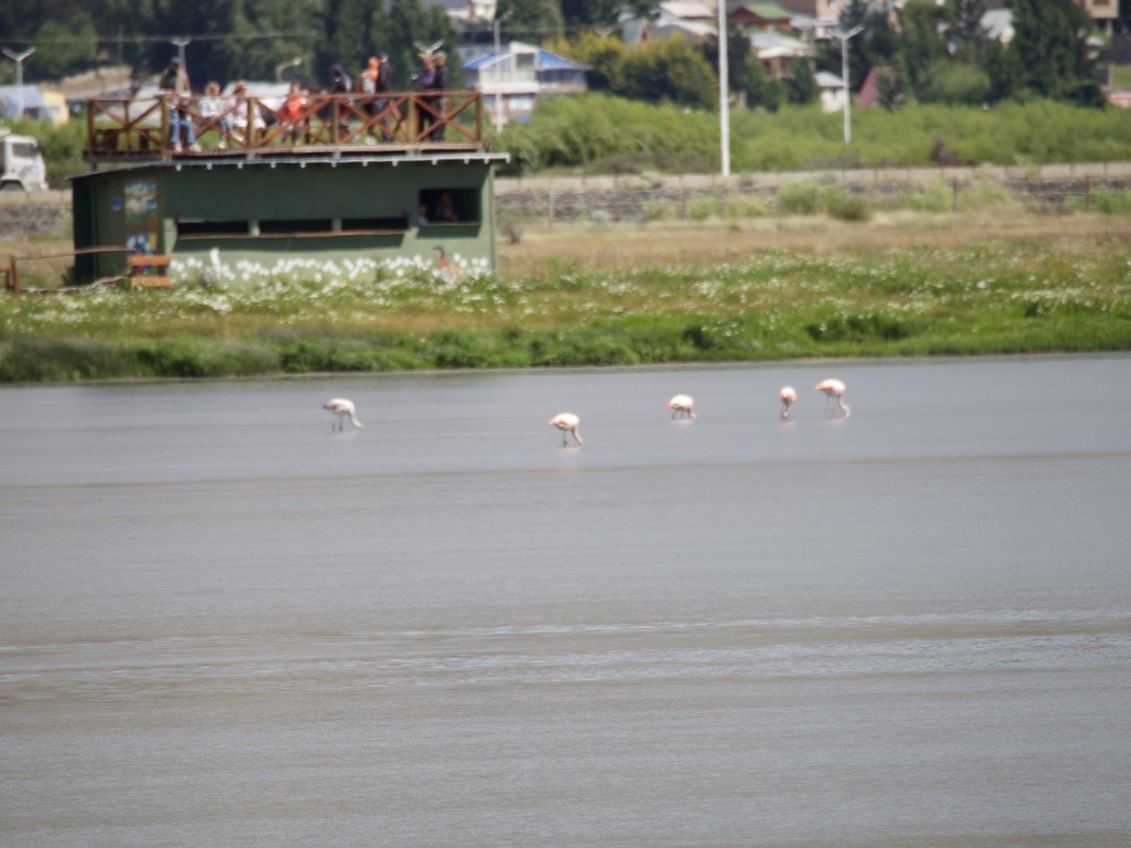 chileflamingo - ML646721764