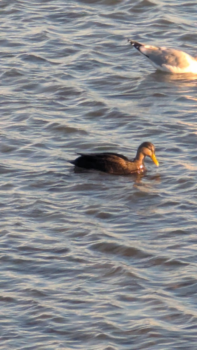 American Black Duck - ML646721766