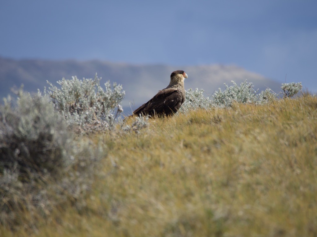 gribbkarakara (plancus) - ML646721767