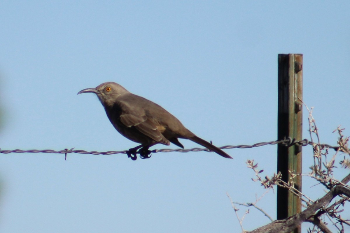 Curve-billed Thrasher (curvirostre Group) - ML646721768