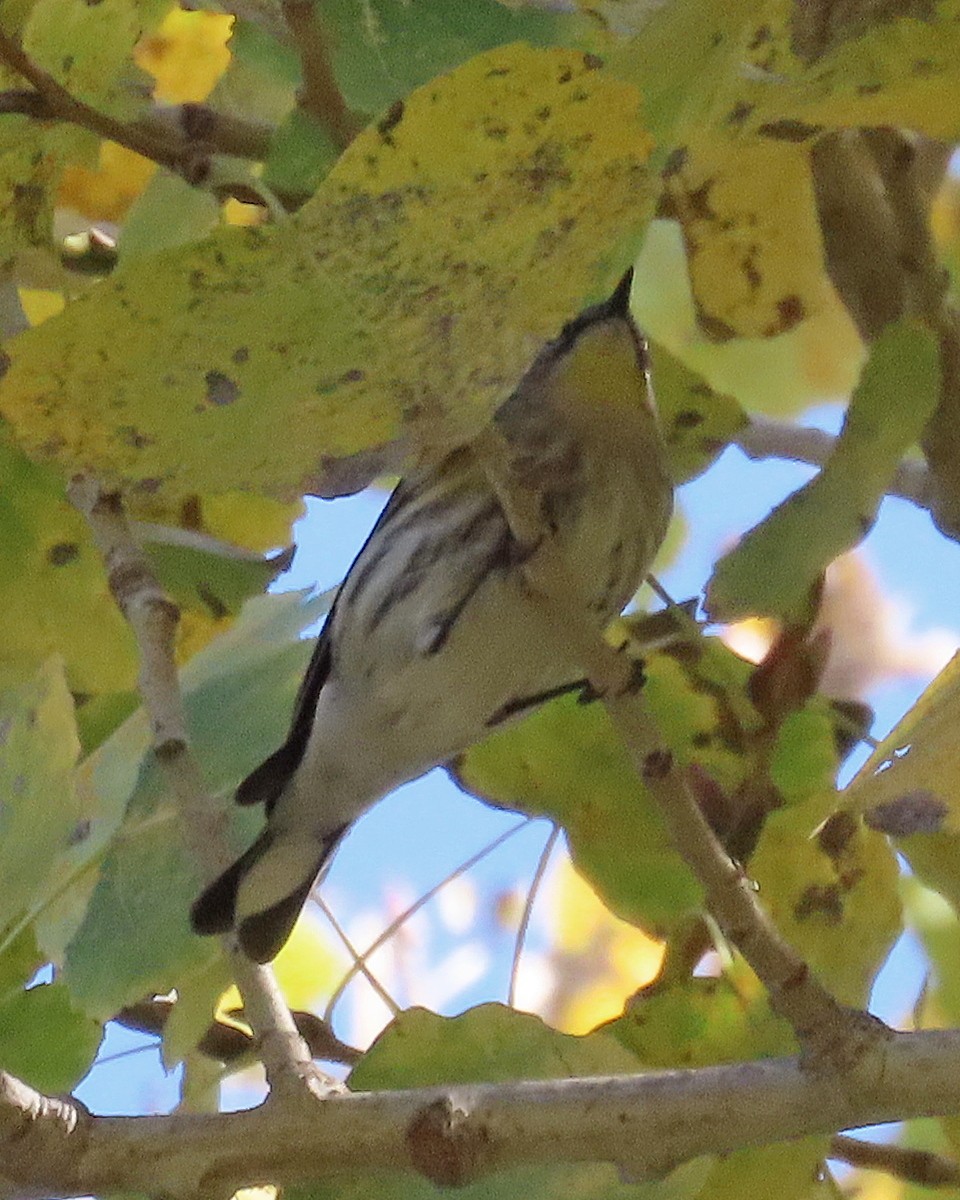 Yellow-rumped Warbler (Audubon's) - ML646721770