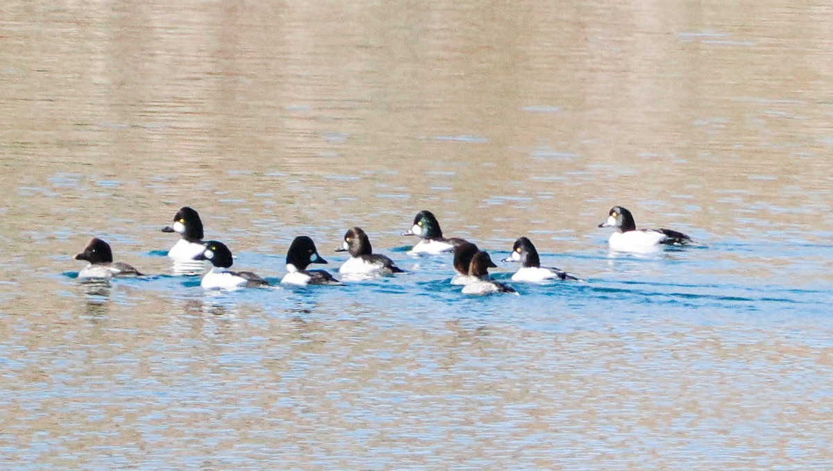 kvinand - ML646721772