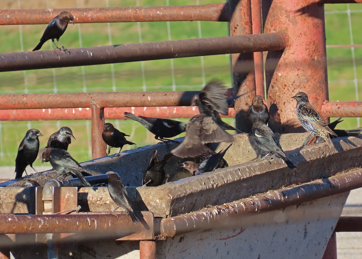 Vacher à tête brune - ML646721773
