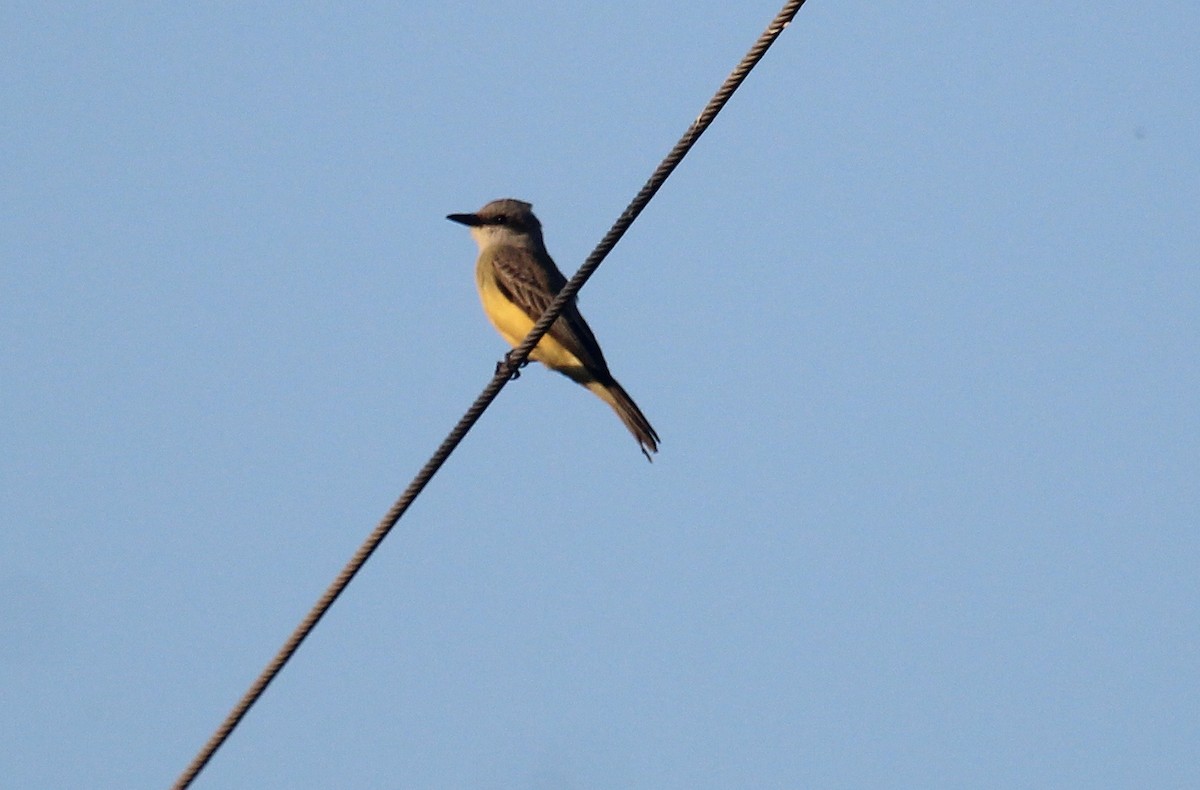 Tropical Kingbird - ML646721774