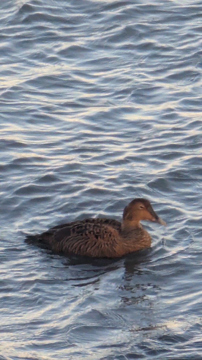 Common Eider - ML646721779