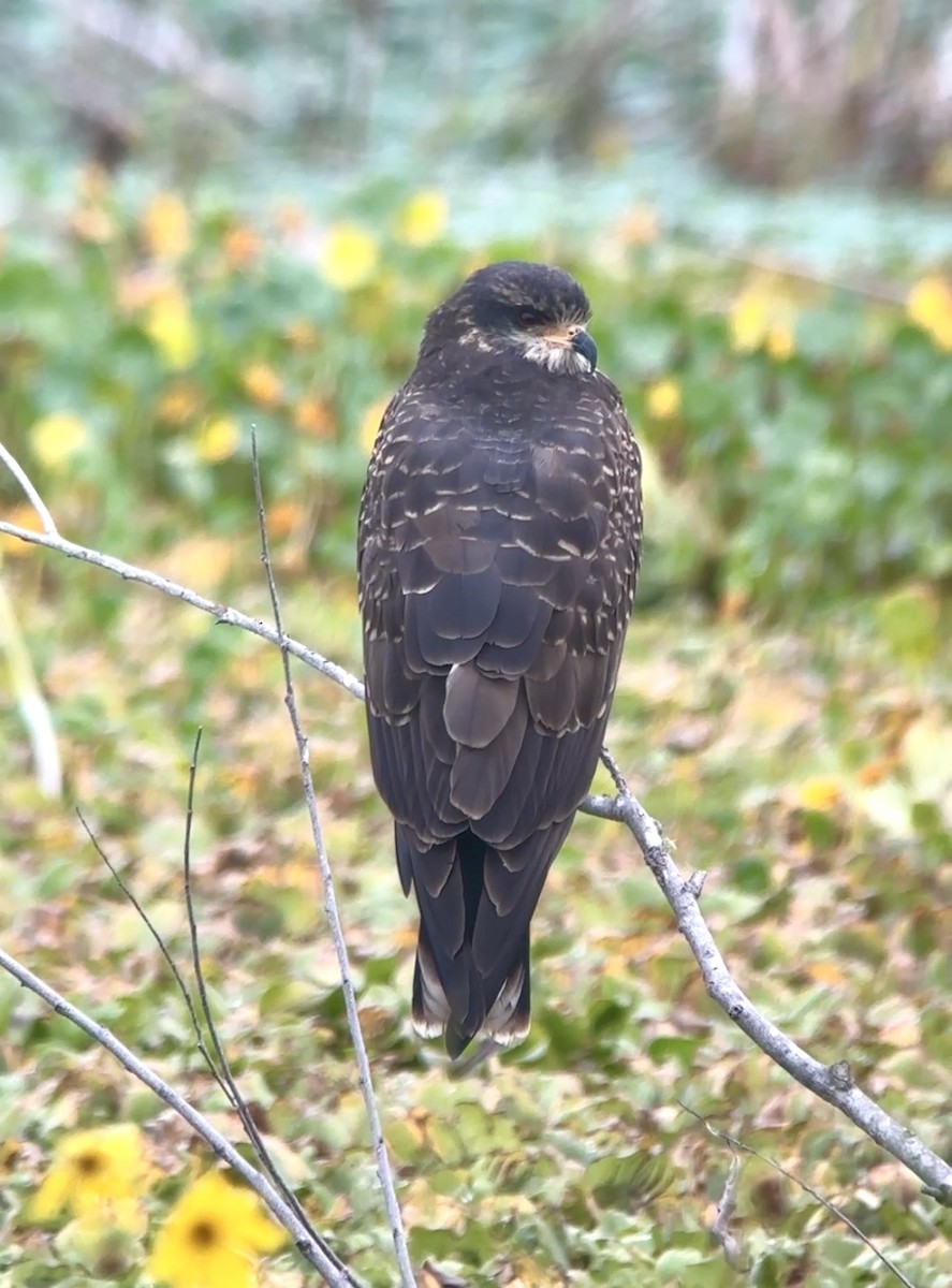 Шуліка-слимакоїд червоноокий - ML646721784