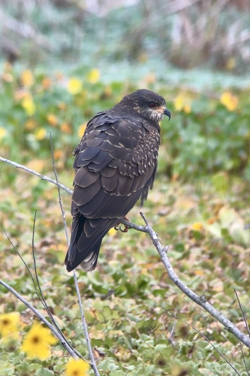 Шуліка-слимакоїд червоноокий - ML646721785