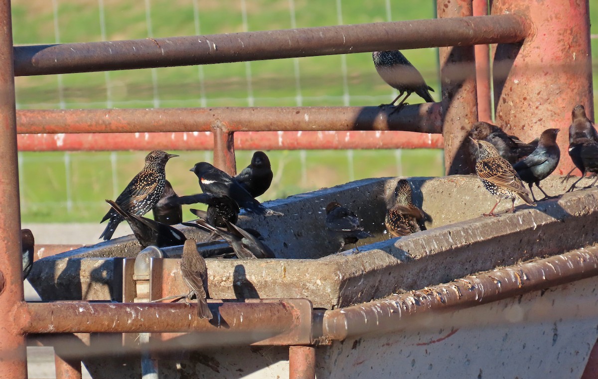 Étourneau sansonnet - ML646721786