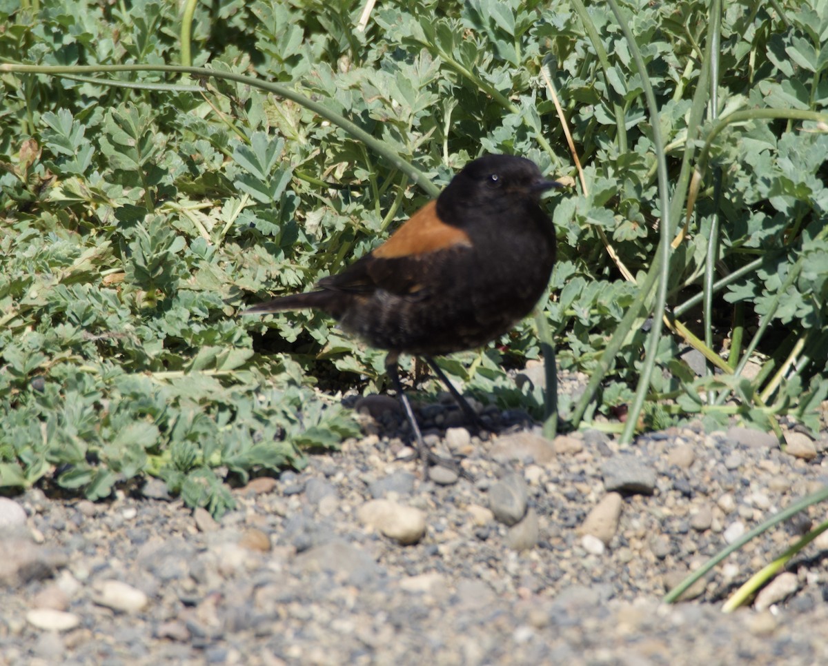 patagonianegrito - ML646721788