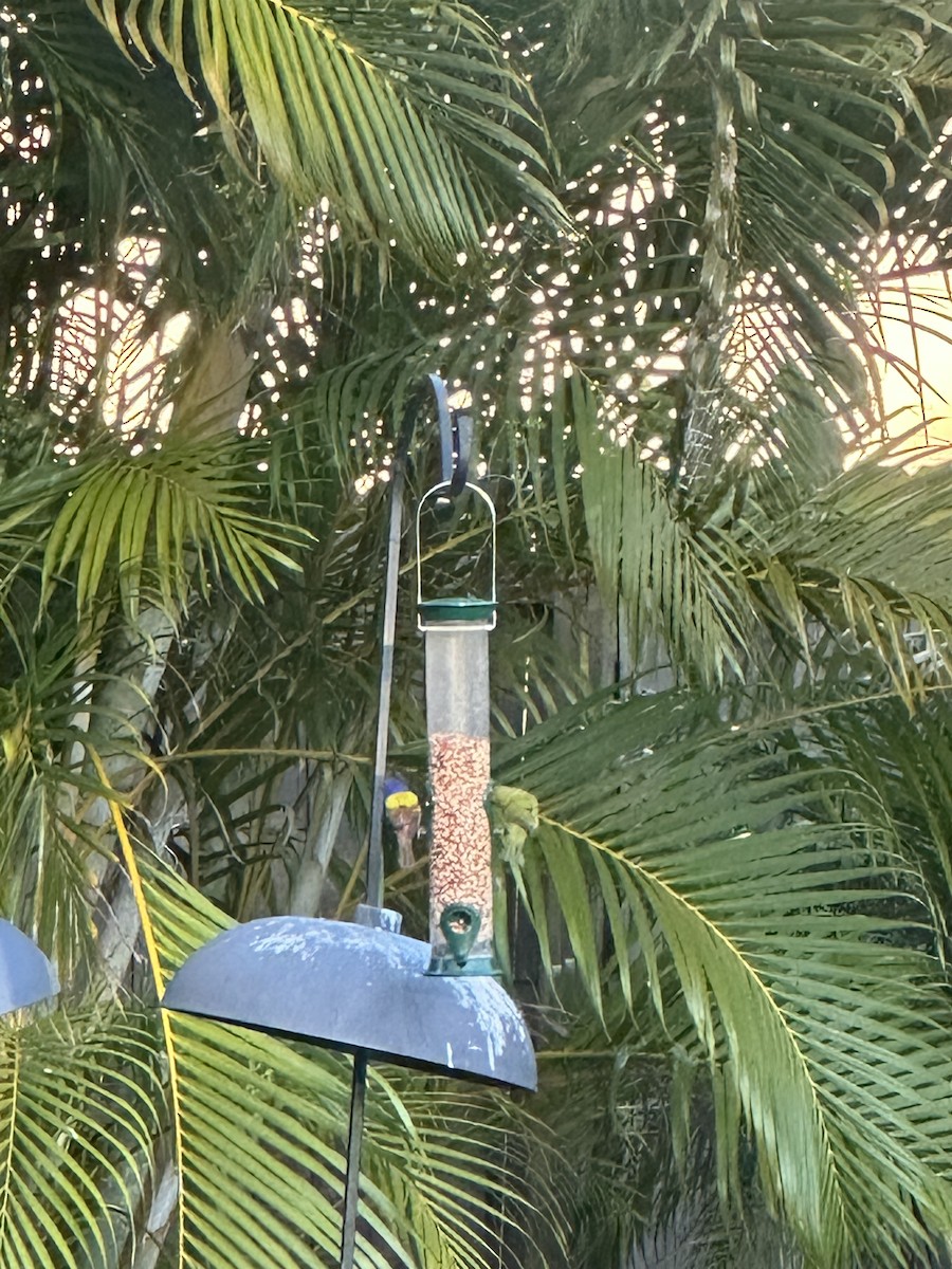 Painted Bunting - ML646721792