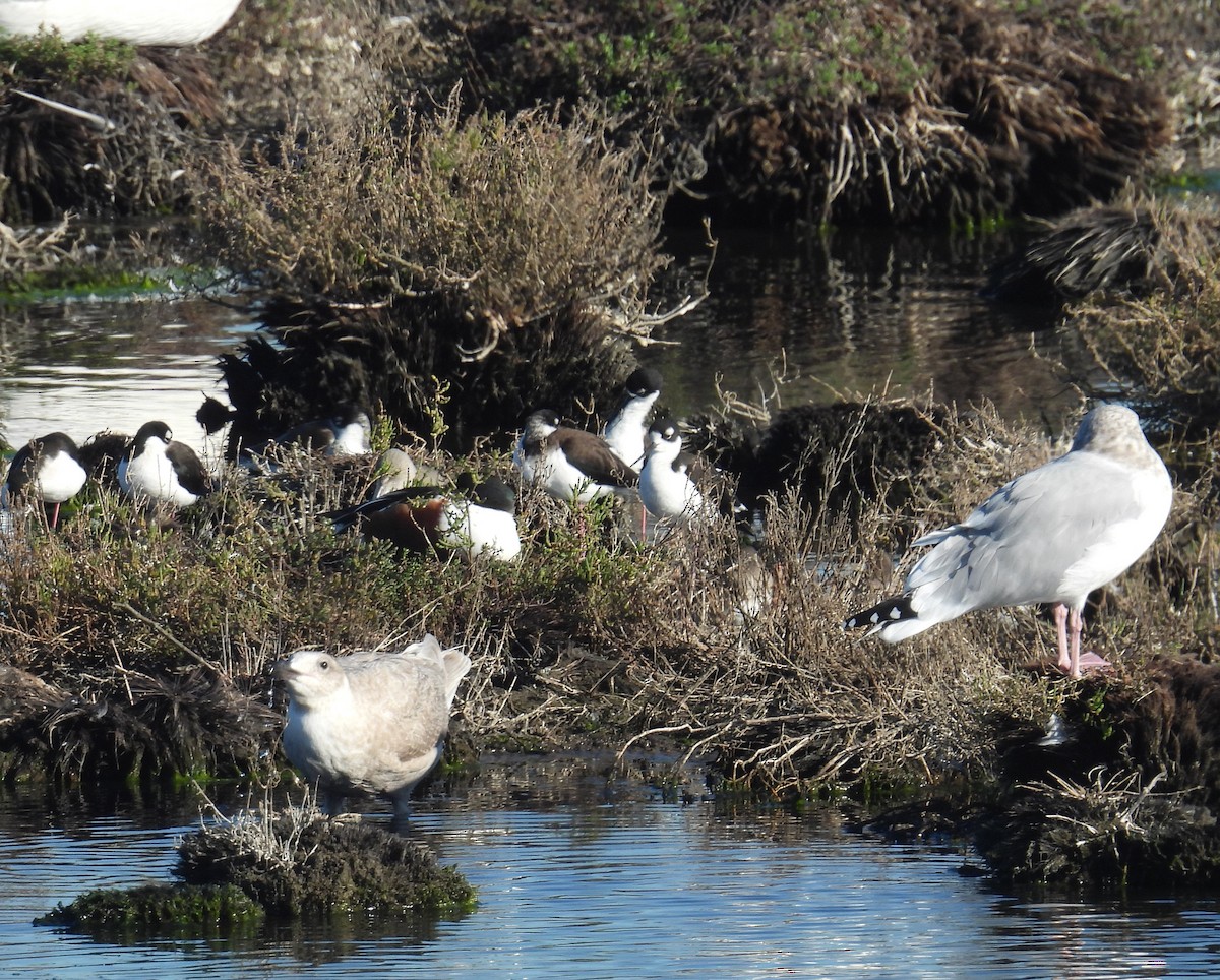 Glaucous-winged Gull - ML646721794