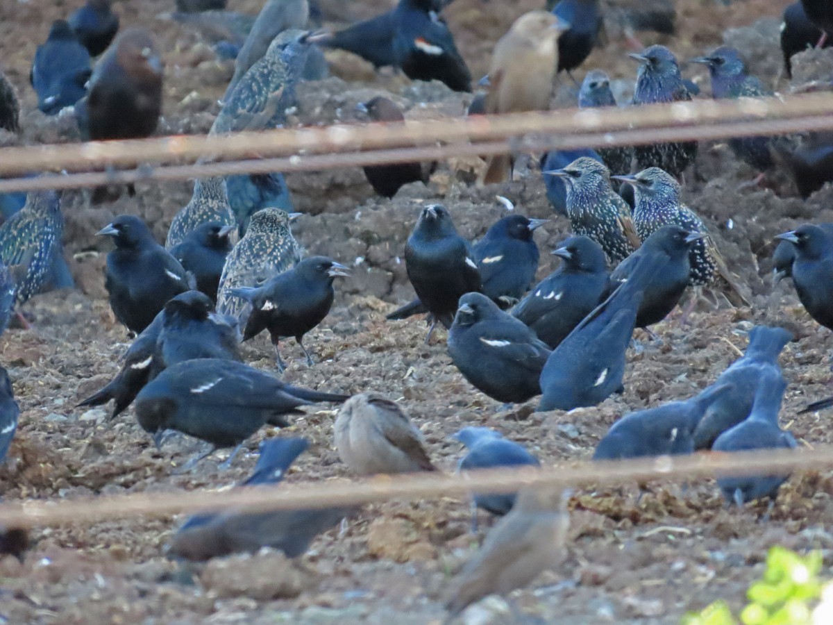 Carouge de Californie - ML646721795