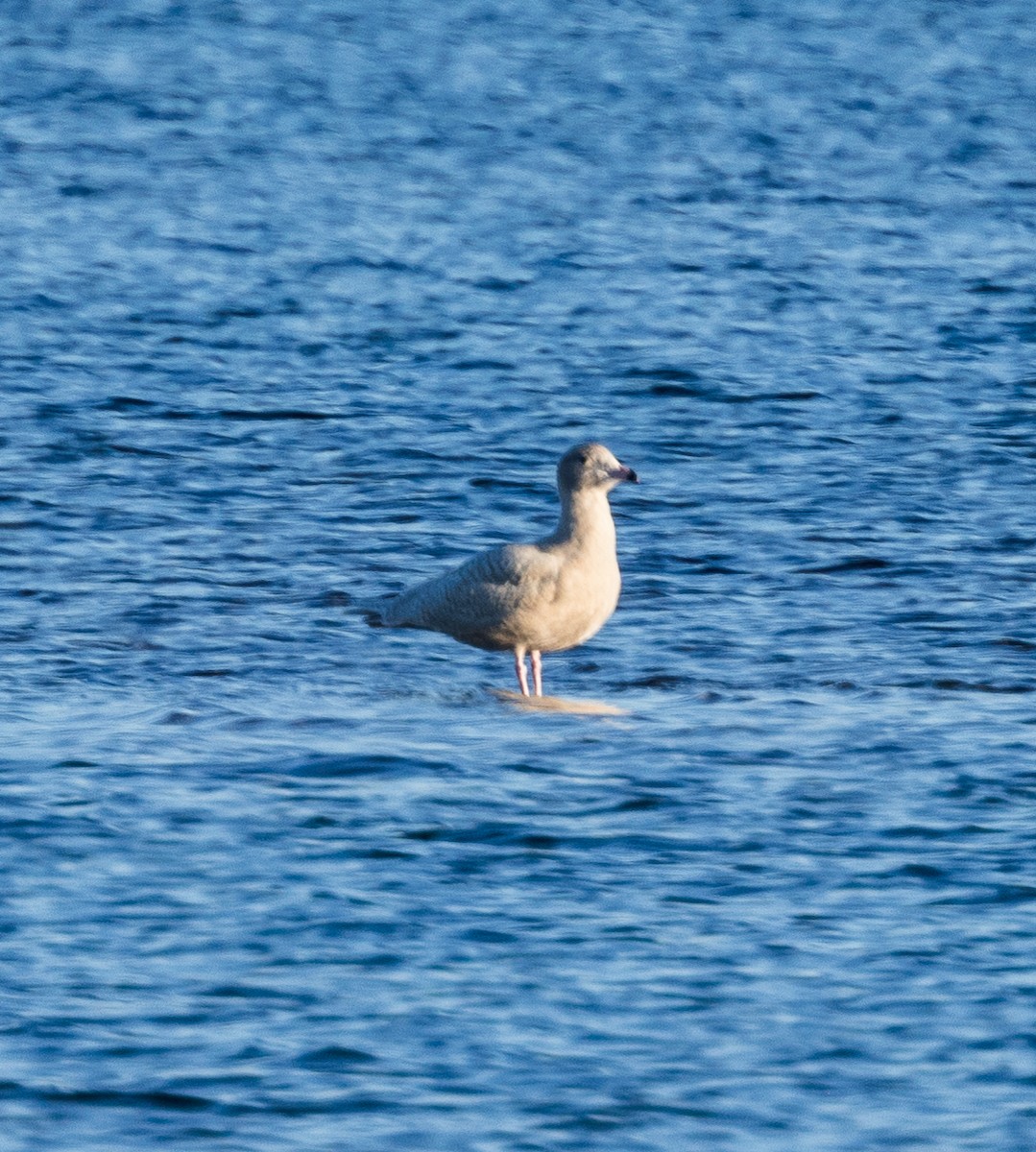 Ipar-kaioa - ML646721800