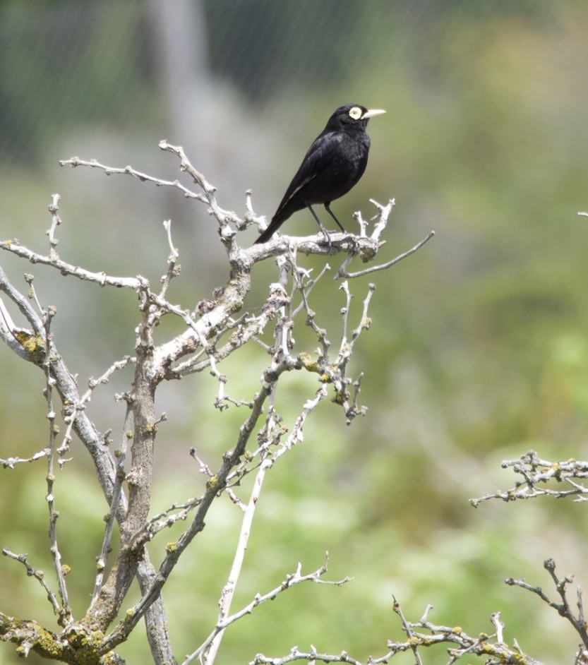 brilletyrann - ML646721802