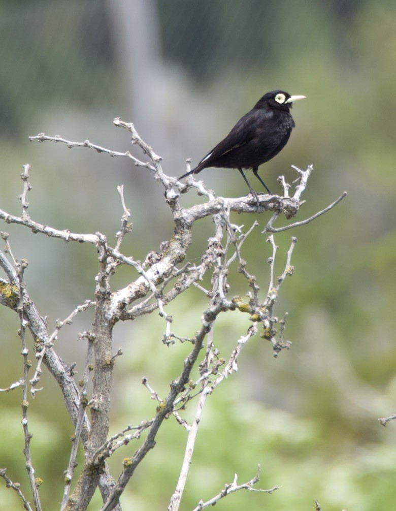 brilletyrann - ML646721804