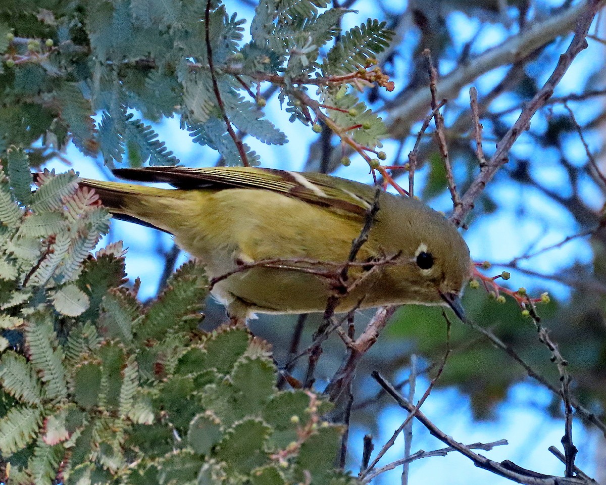 Ruby-crowned Kinglet - ML646721805