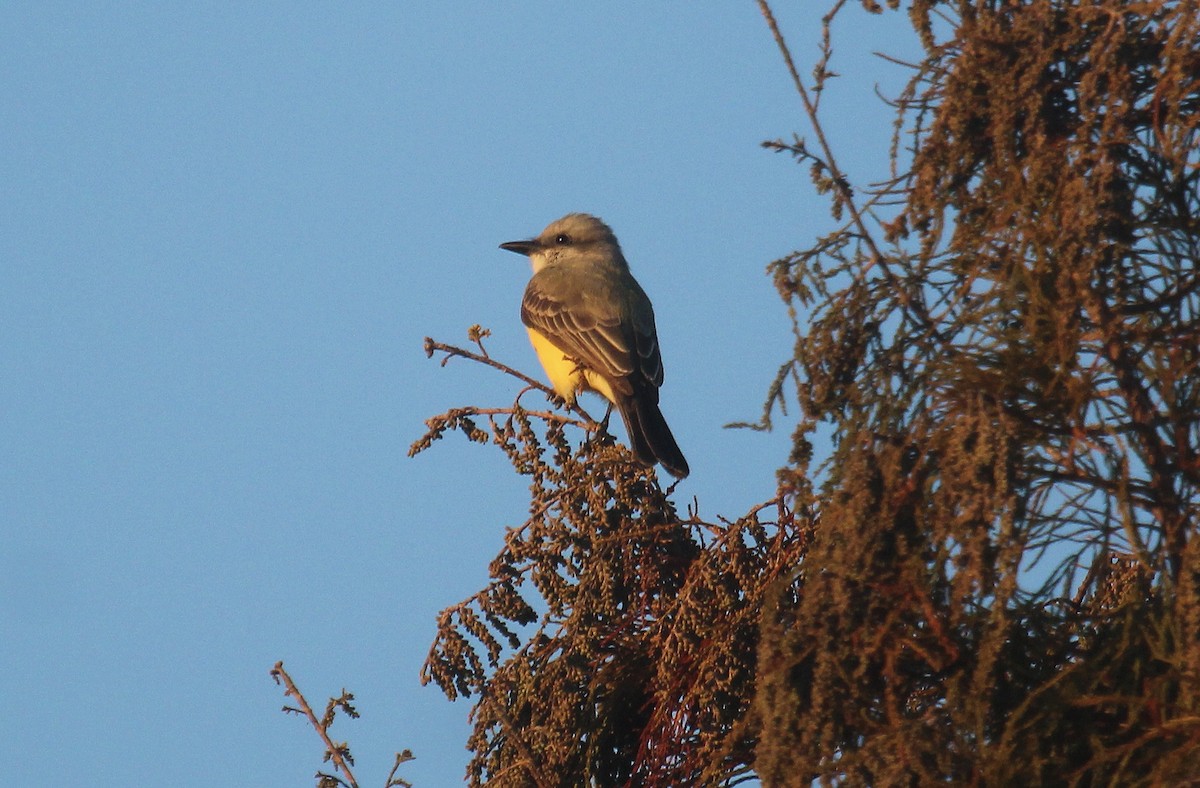 Couch's Kingbird - ML646721806