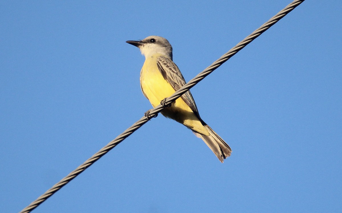 Couch's Kingbird - ML646721807