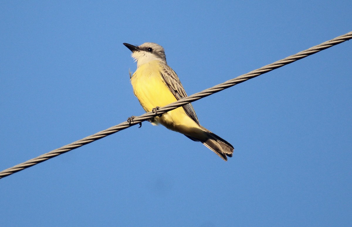 Couch's Kingbird - ML646721808