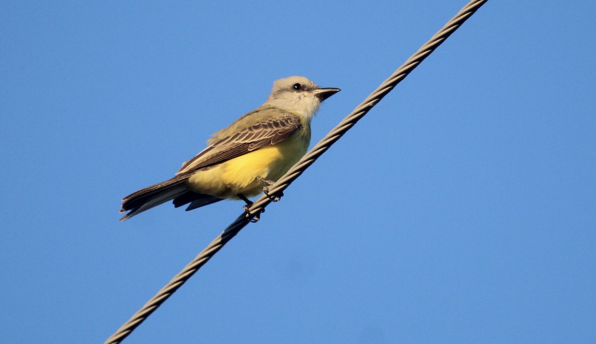 Couch's Kingbird - ML646721809