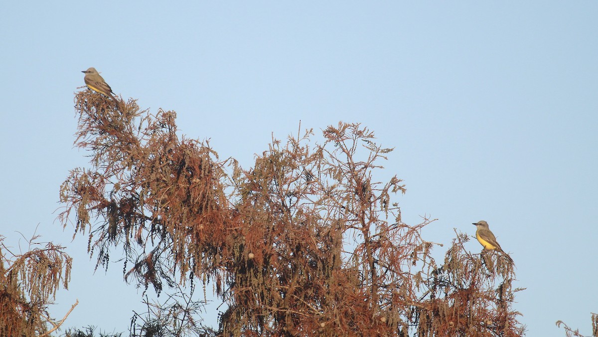 Couch's Kingbird - ML646721810