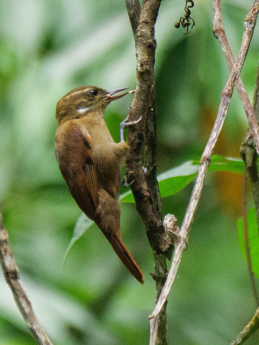 Northern Plain-Xenops - ML646721812