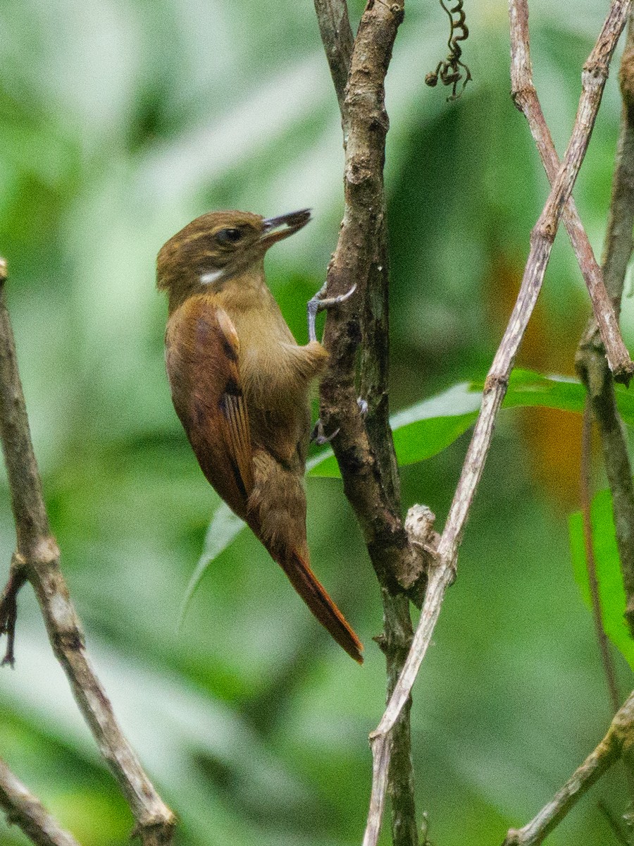 Northern Plain-Xenops - ML646721813