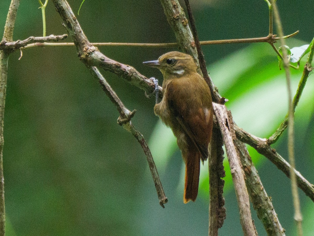 Northern Plain-Xenops - ML646721814