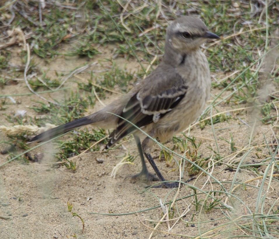 patagoniaspottefugl - ML646721815