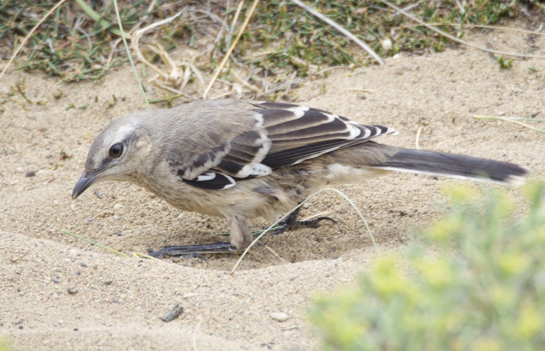 patagoniaspottefugl - ML646721818